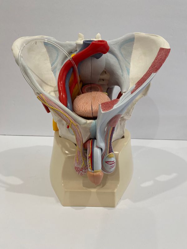 Advanced Male Pelvis with Removable Organs Anatomical Model