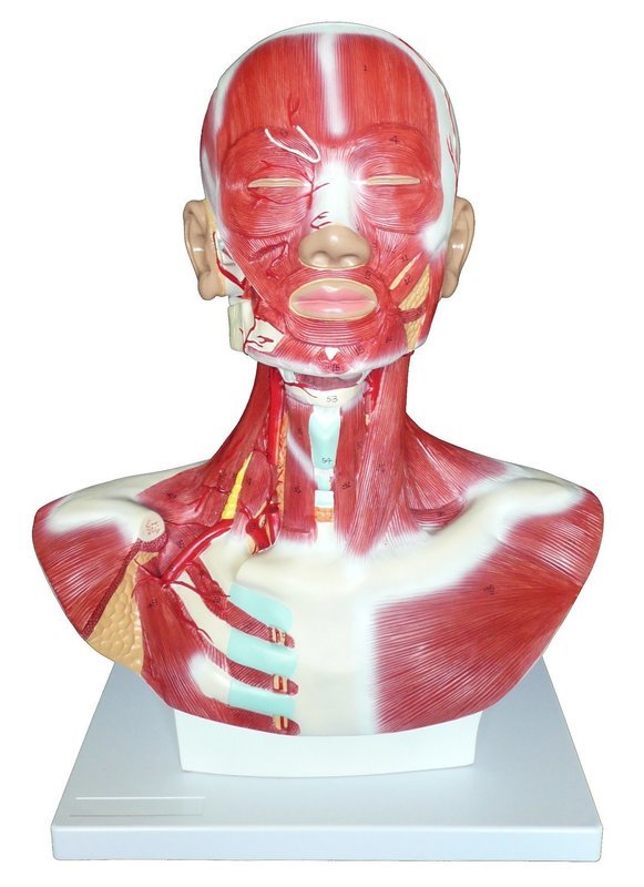 Anatomical Human Head and Neck Musculature Model