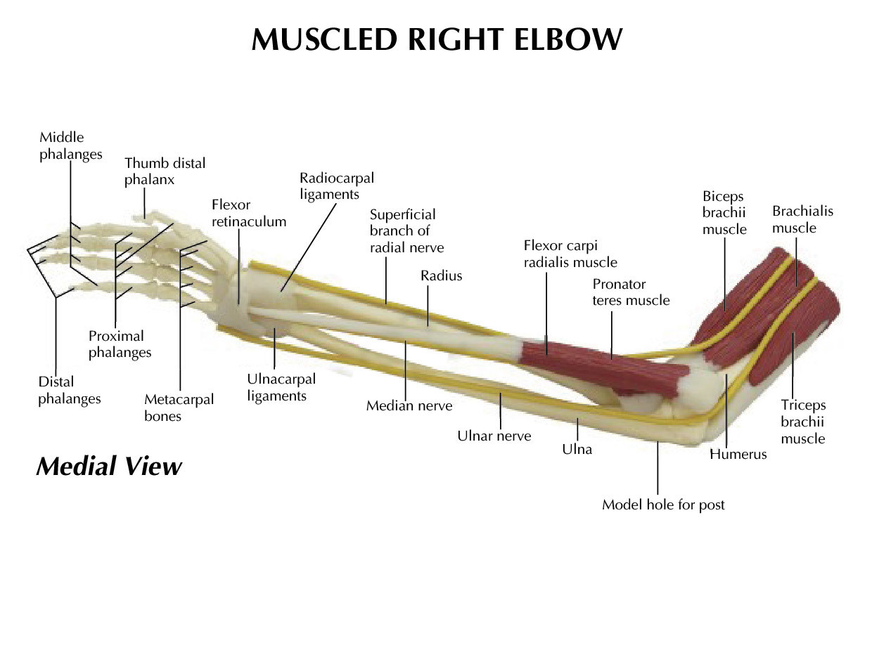 Anatomical Human Advanced Elbow Joint Muscle Arm Model | Joints – Store