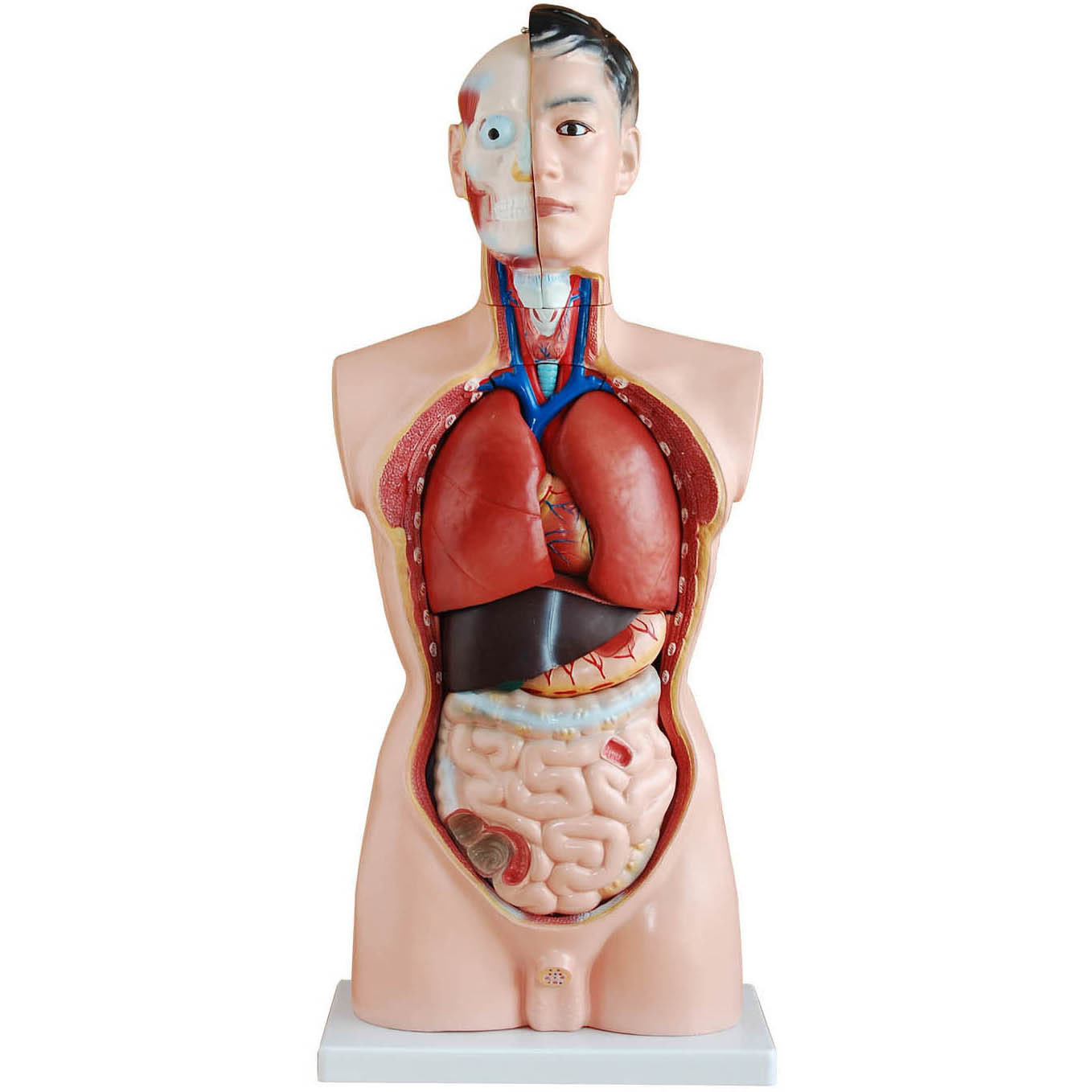 85cm Tall Human Anatomical Male Torso Model Torso Models Store Medical Models