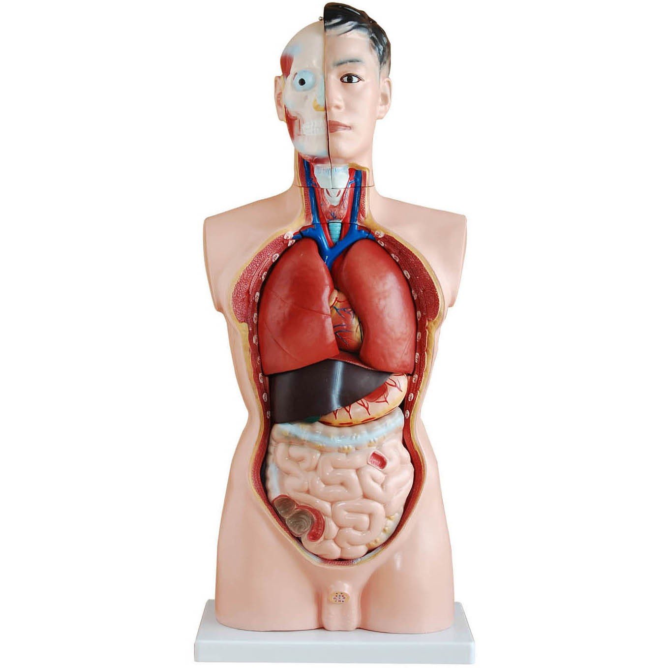 85cm Tall Human Anatomical Male Torso Model