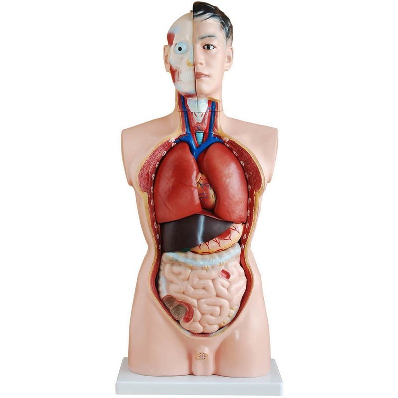 85cm Tall Human Anatomical Male Torso Model