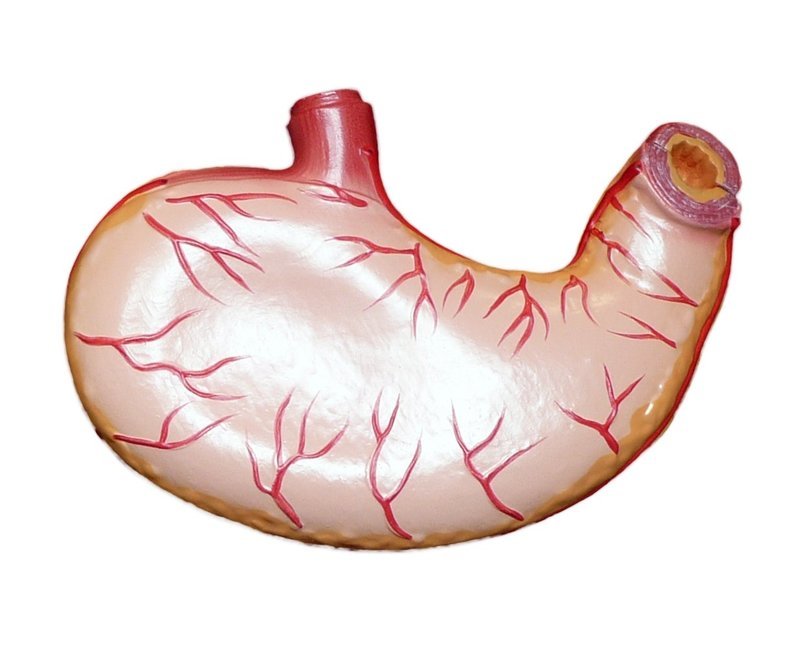 Anatomical Human Stomach Model
