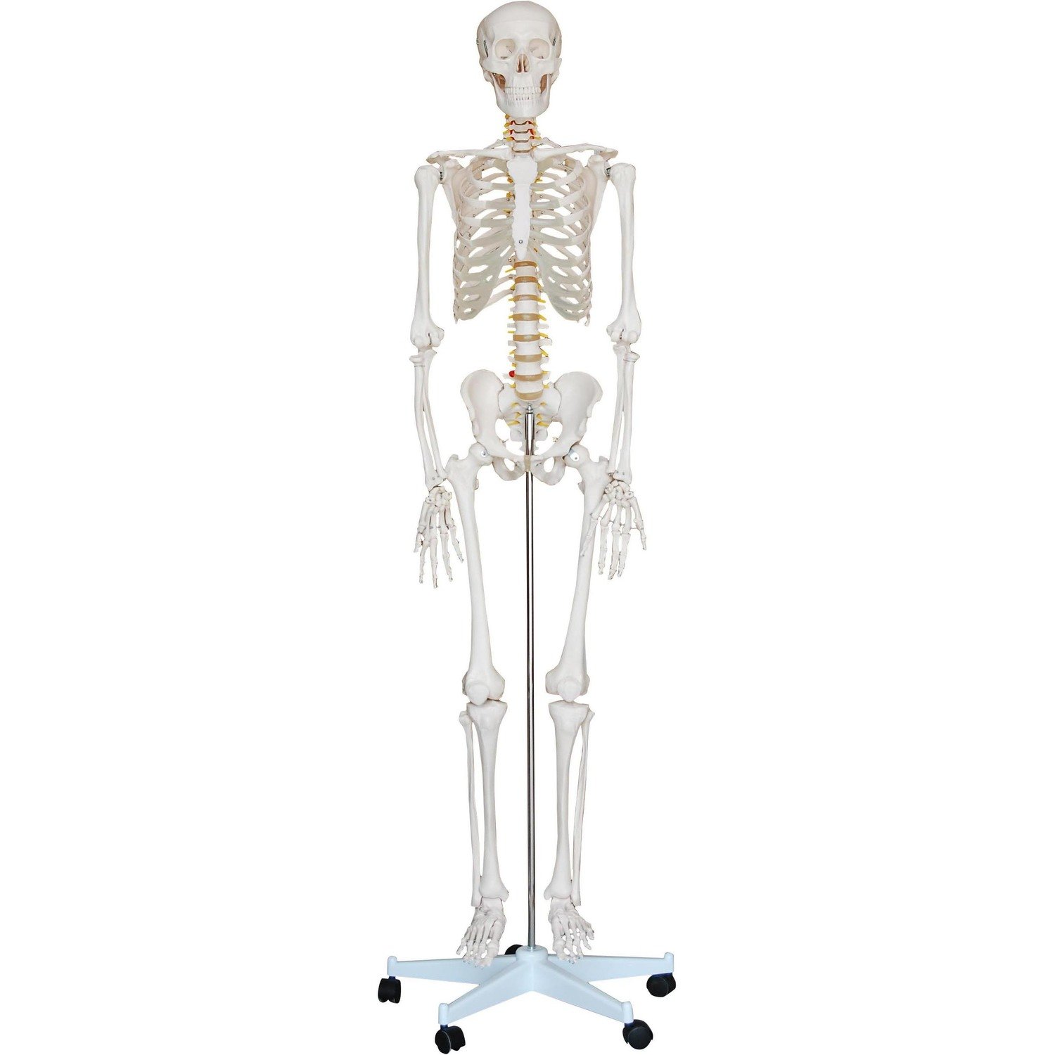 180cm Tall Life-Size Human Anatomical Skeleton Model
