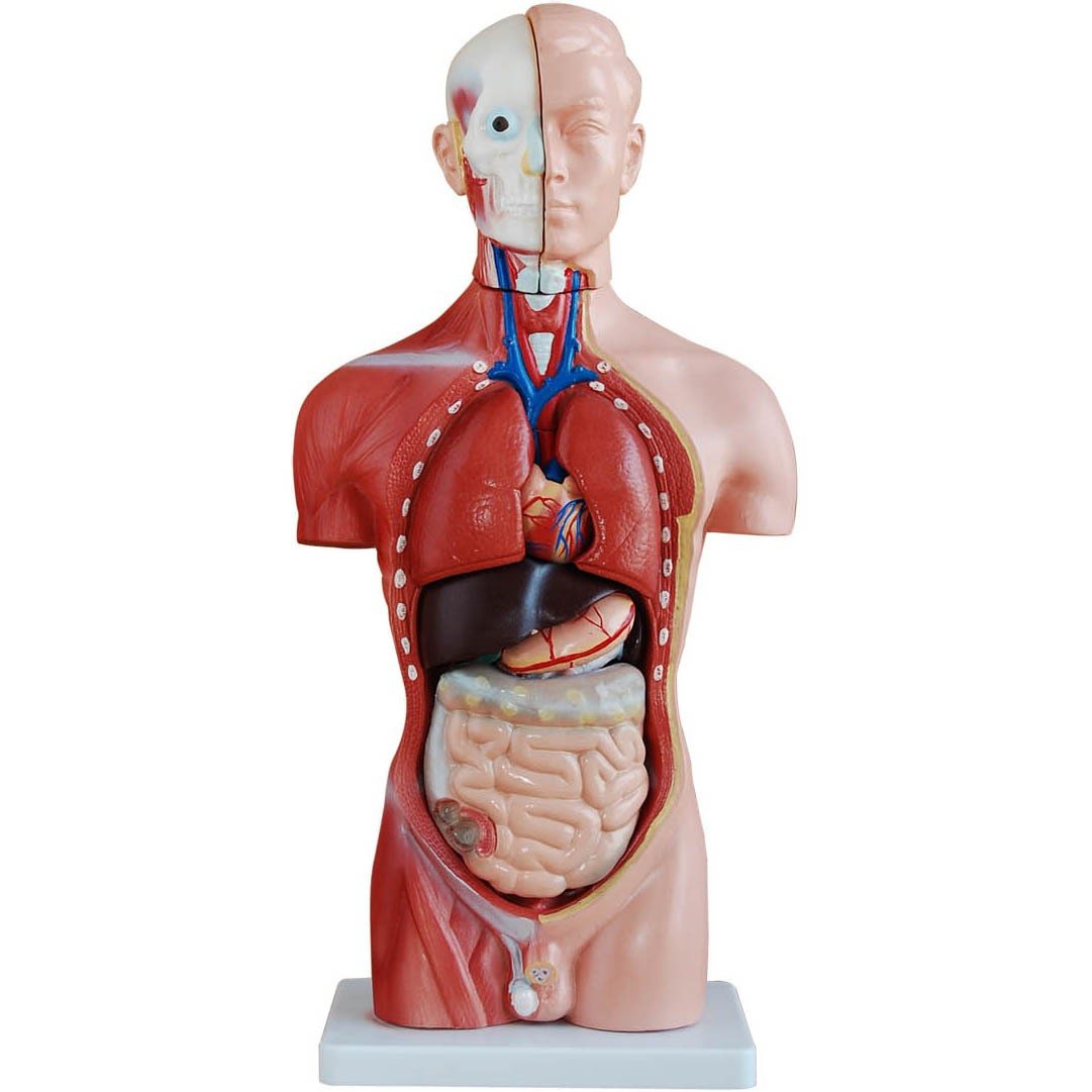 42cm Tall Human Anatomical Male Torso Model