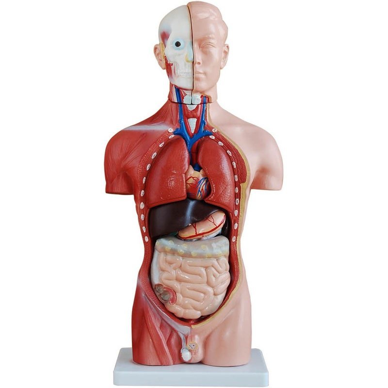 42cm Tall Human Anatomical Male Torso Model