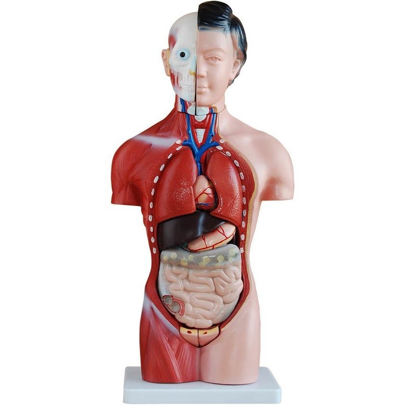 42cm Tall Human Anatomical Female Torso Model