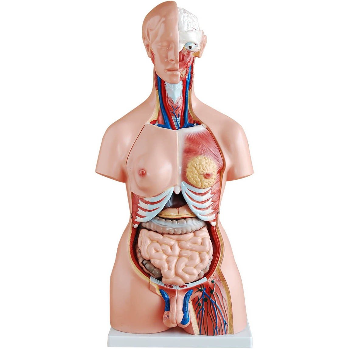 Anatomical Human 85cm Tall Unisex Torso Model
