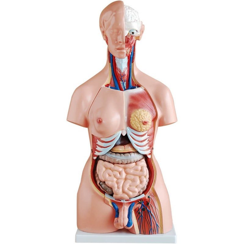 Anatomical Human 85cm Tall Unisex Torso Model