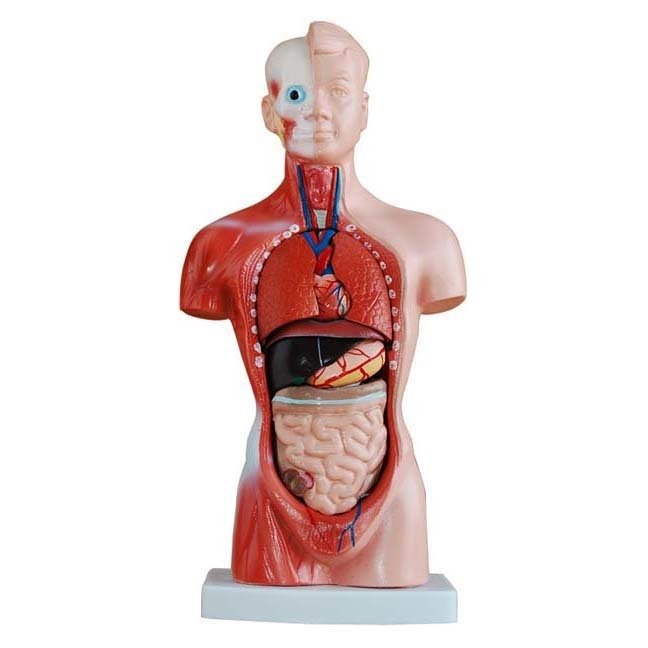 26cm Tall Human Anatomical Unisex Torso Model