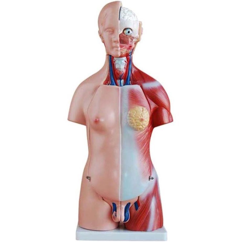 Anatomical Human 45cm Tall Unisex Torso Model