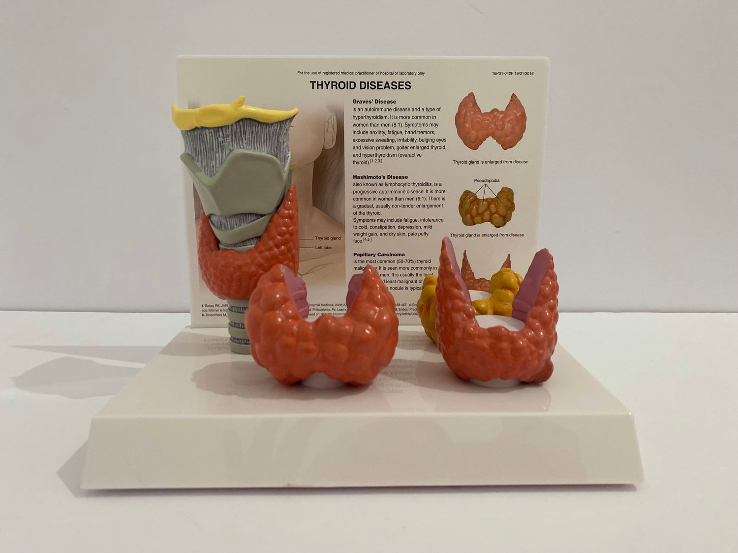 Healthy and Pathological Human Anatomical Thyroid Model
