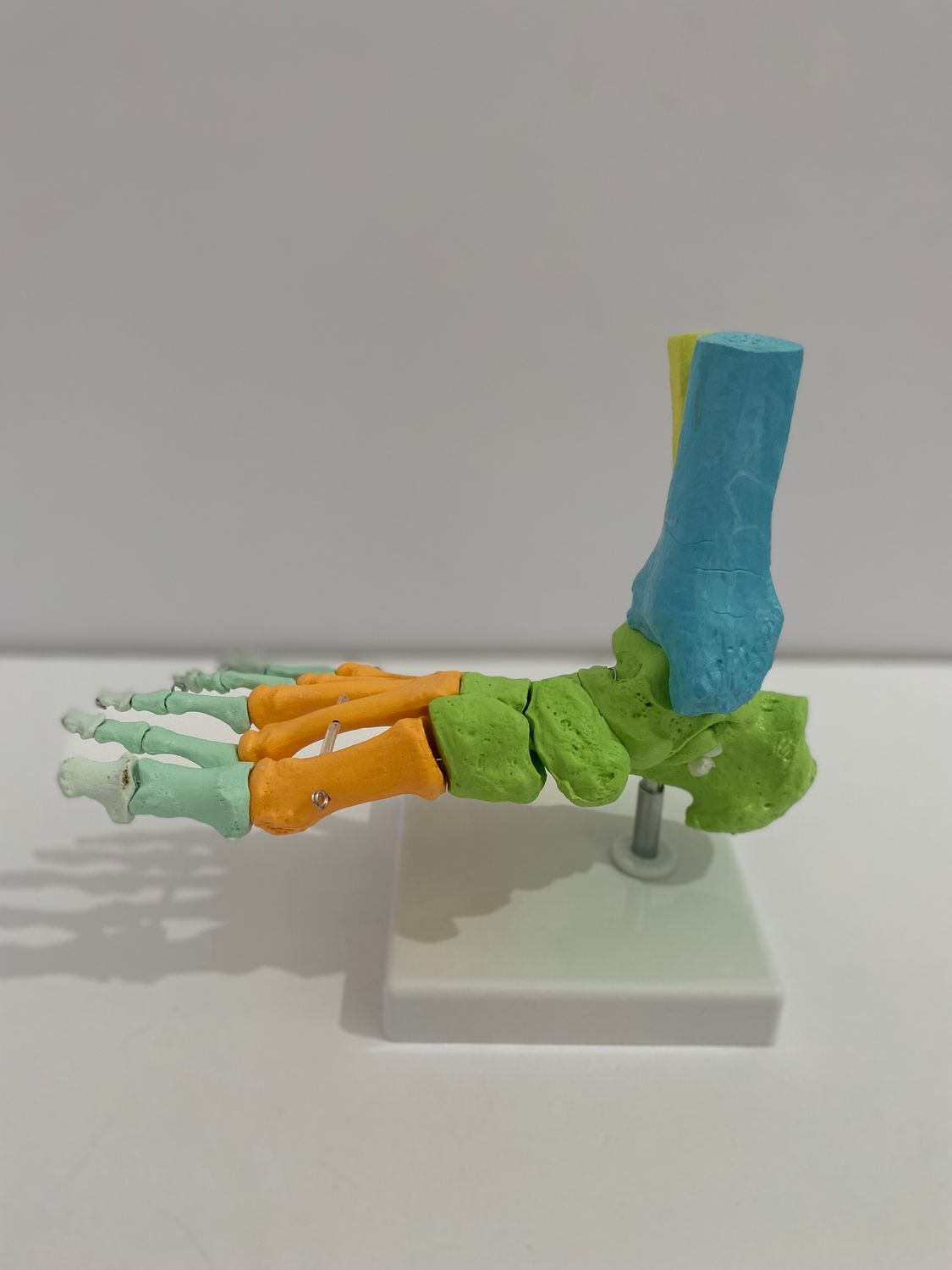 Life Size Didactic Foot Joint Anatomical Model