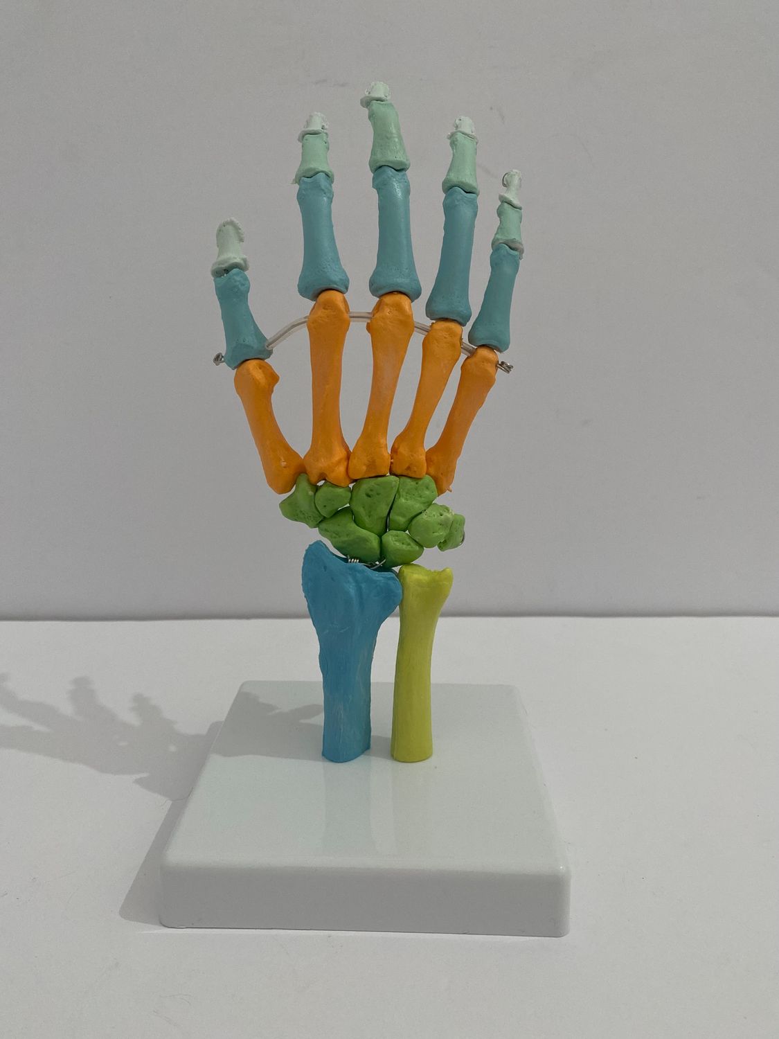 Life Size Didactic Hand Joint Model