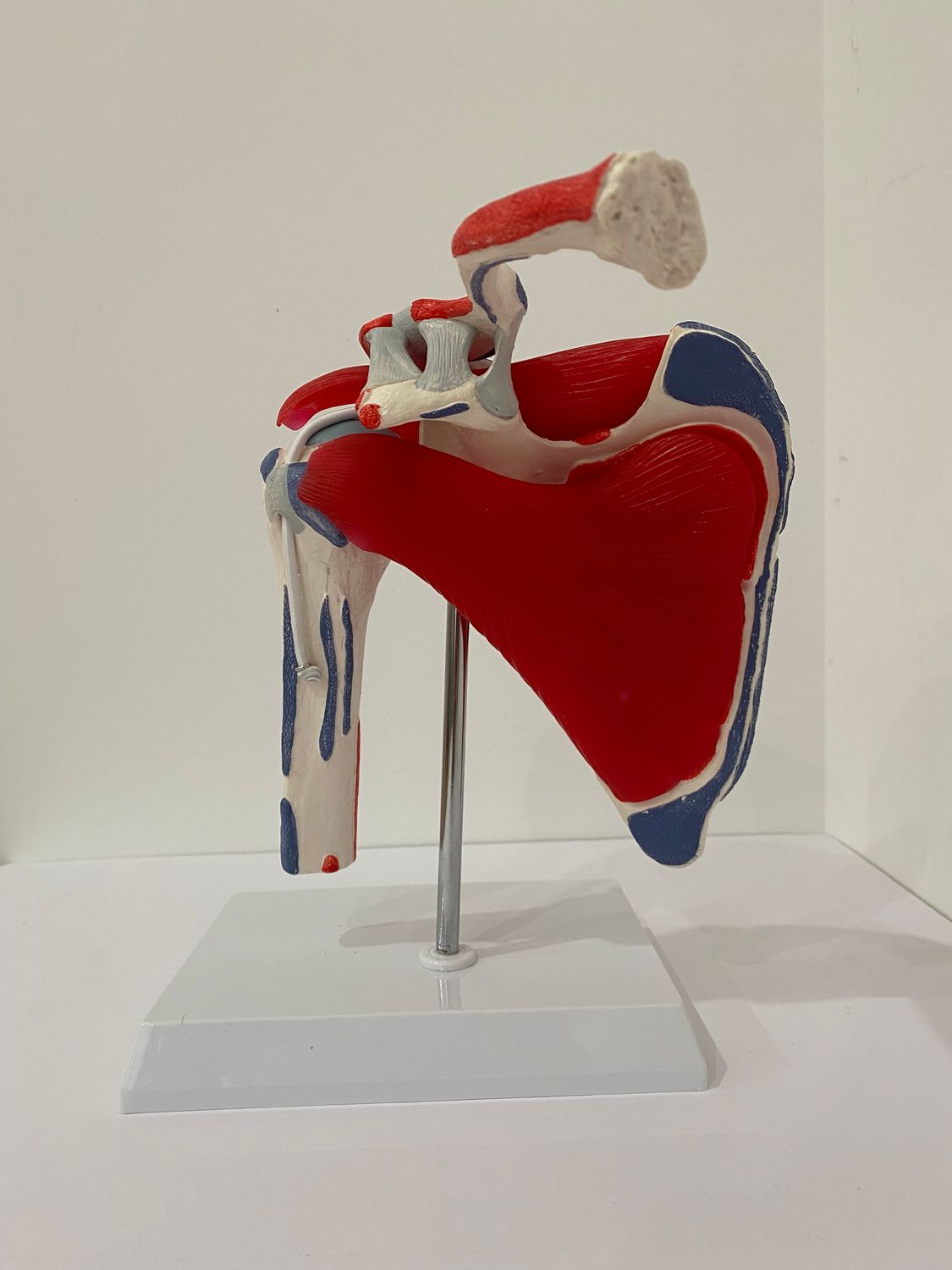 5  Parts Muscled Shoulder Joint Model