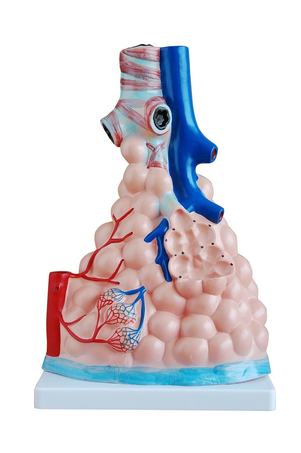 Magnified Anatomical Human Pulmonary Alveoli Model