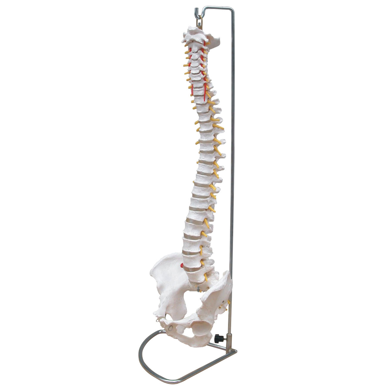 Life-Size Anatomical Human Vertebral Column Spine with Pelvis Model