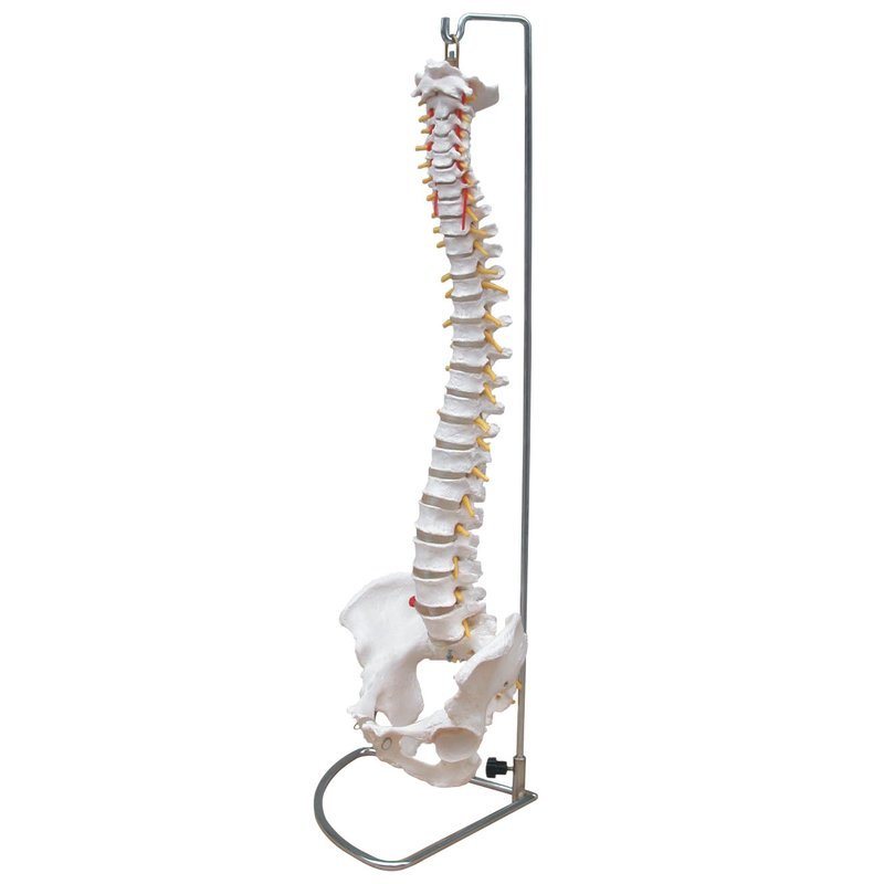 Life-Size Anatomical Human Vertebral Column Spine with Pelvis Model