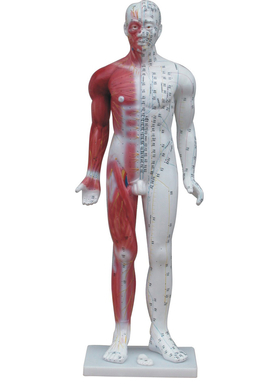 Anatomical Human Deluxe 84cm Tall Acupuncture Model