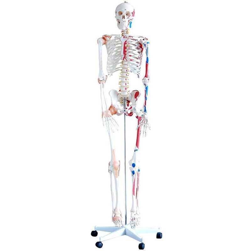 180cm Tall Life-Size Human Anatomical Skeleton Model with Ligaments &amp; Painted Muscles