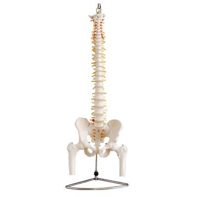 Life-Size Anatomical Human Vertebral Column with Pelvis and Femur Heads Spine Model