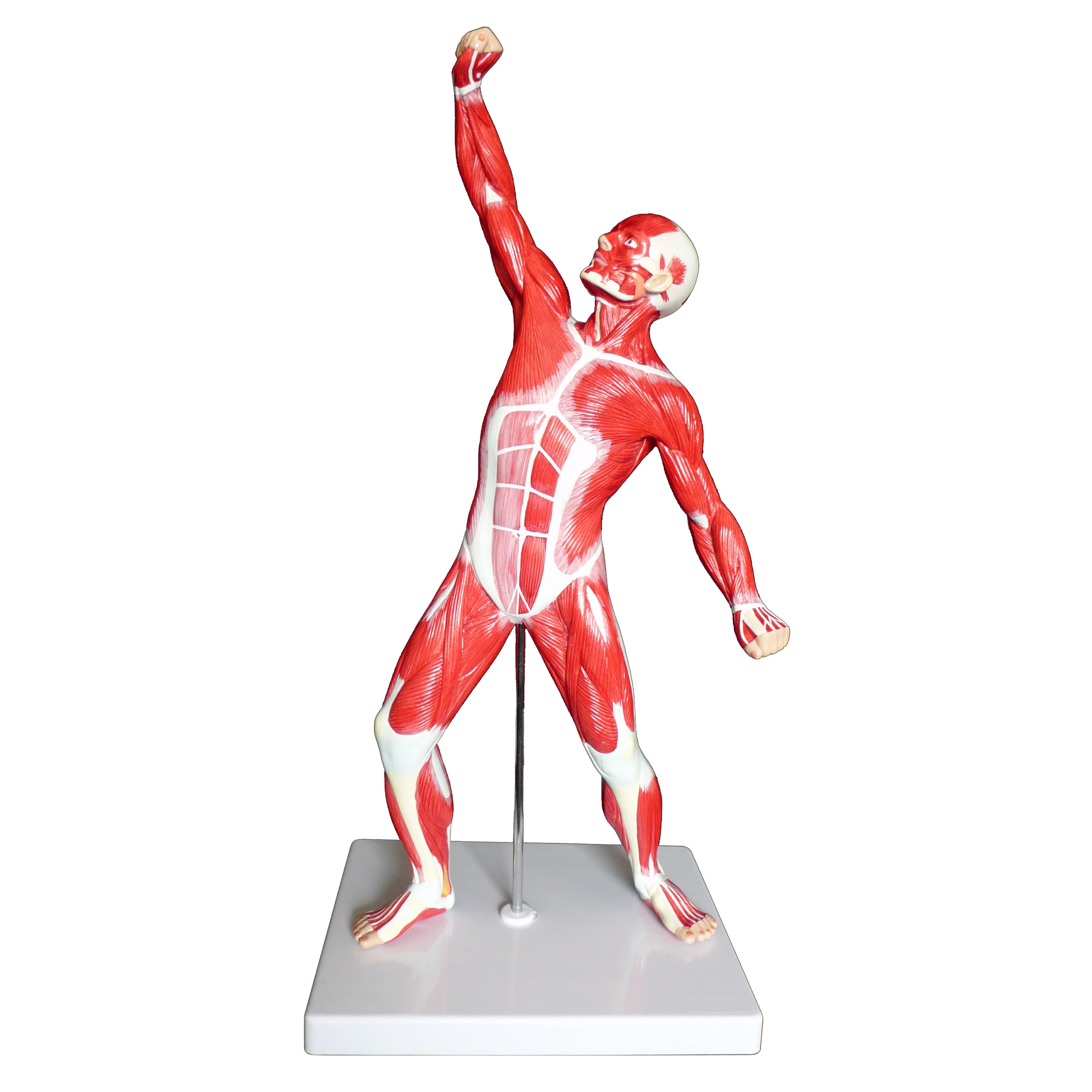 Anatomical Human Muscular Figure Model | Muscle Models â Products â Medical Models