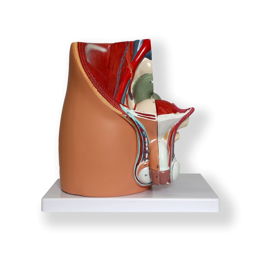 Anatomical Human Male Pelvic Section Model