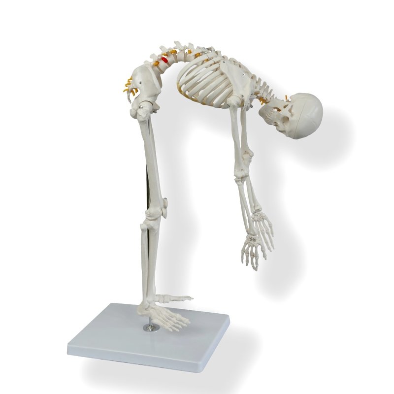85cm Tall Anatomical Human Skeleton with Flexible Spine Model