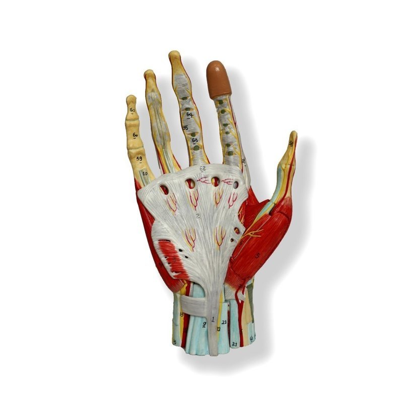 Anatomical Human Advanced Hand/Wrist Joint Muscle Model