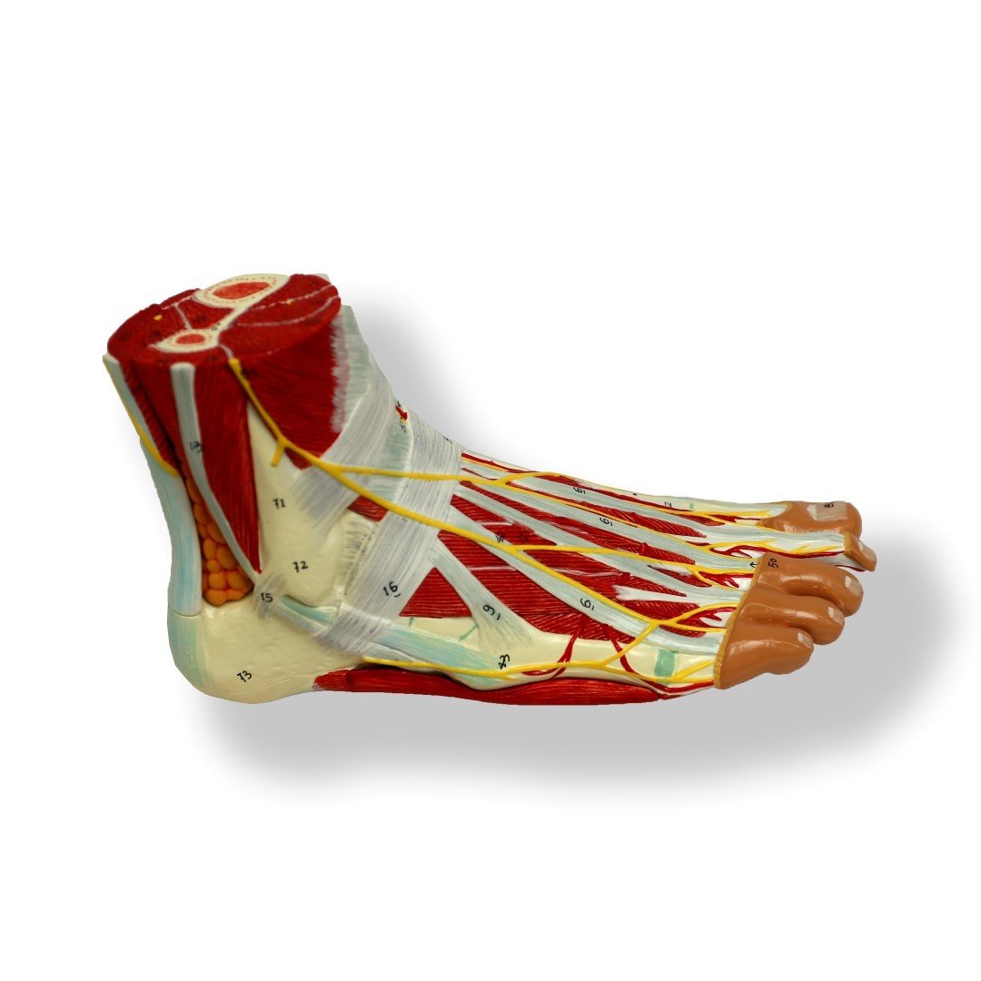 Anatomical Human Advanced Foot/Ankle Joint Muscle Model