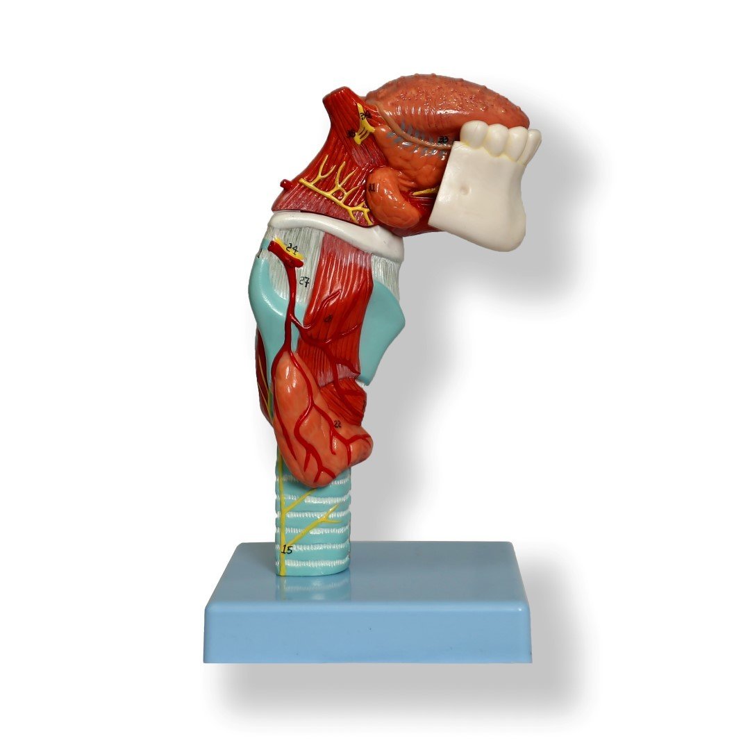 Anatomical Human Larynx with Tongue and Lower Jaw Model