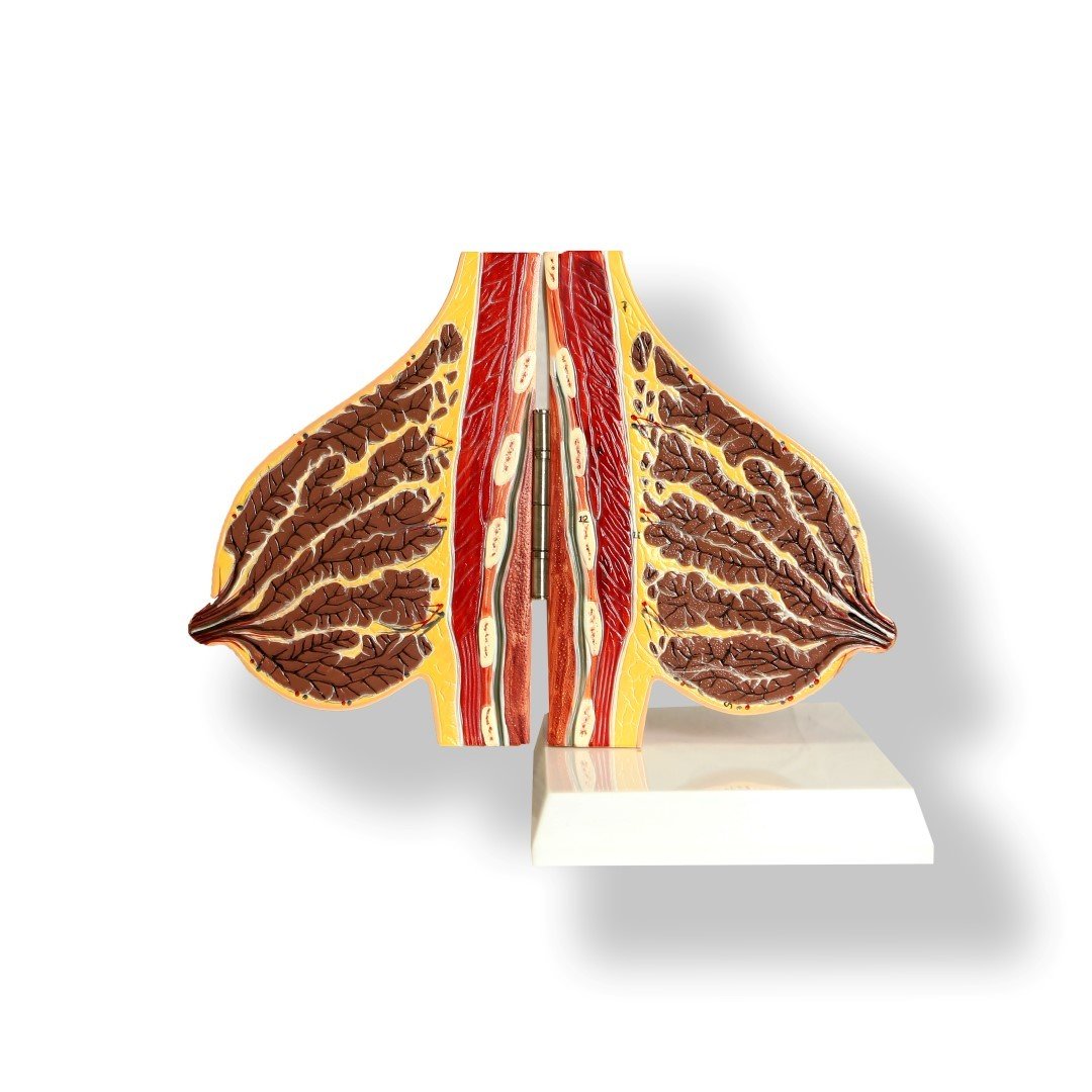 Mammary Gland of a Nursing Woman Anatomical Breast Model