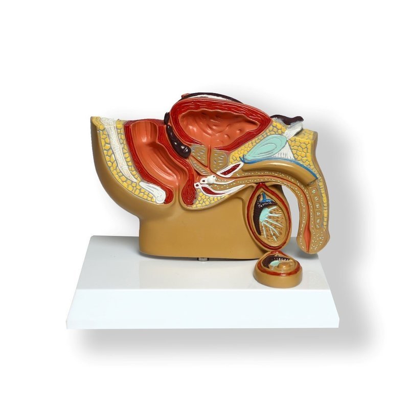 Anatomical Human Male Pelvic Cross-Section Model
