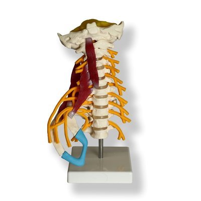 Anatomical Human Cervical Vertebrae Muscle Model