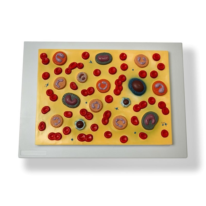 Anatomical Model of Human Blood Cells