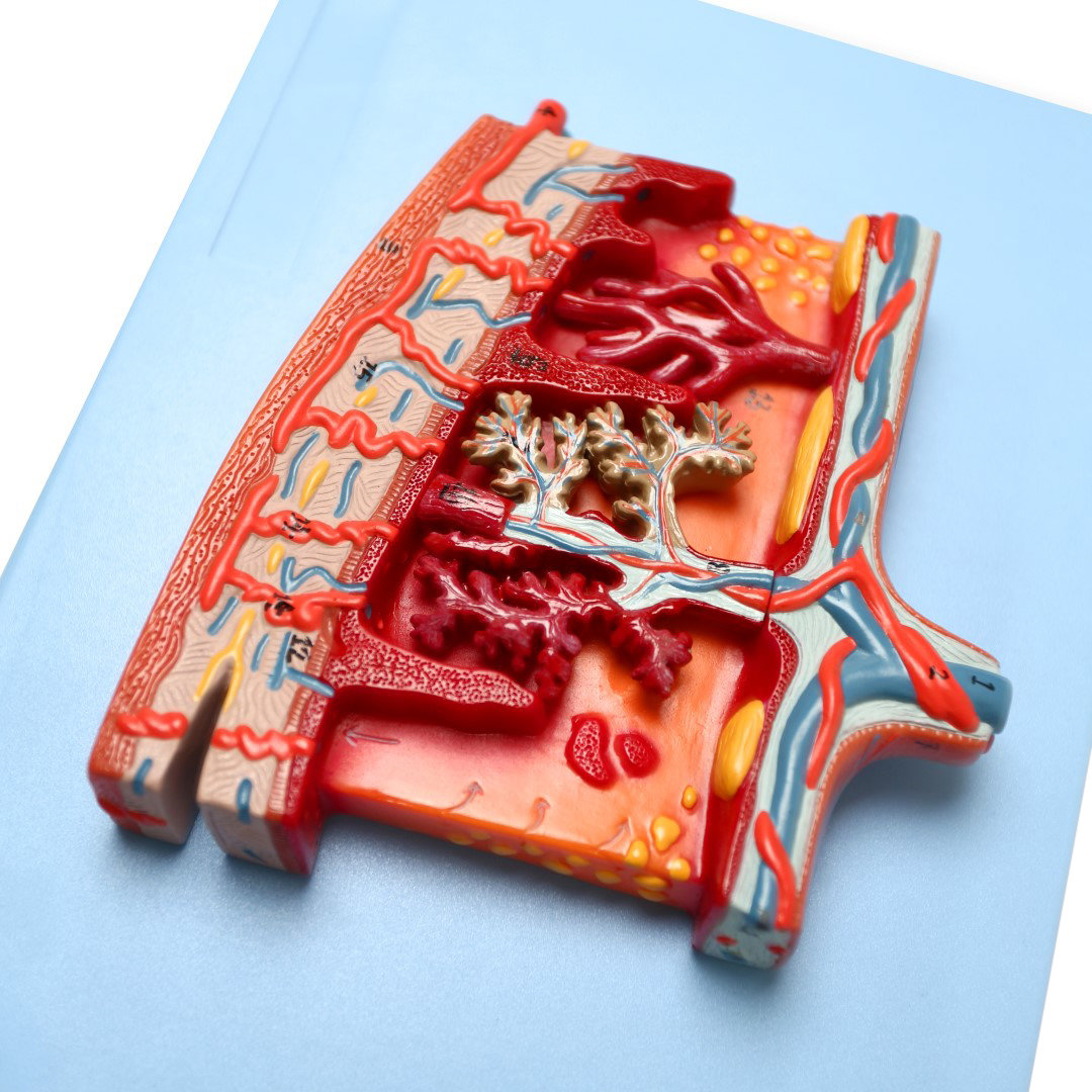 Human Placenta Anatomical Cross-Section Model