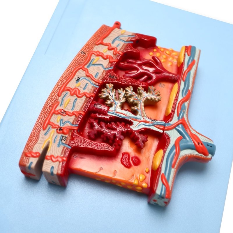 Human Placenta Anatomical Cross-Section Model