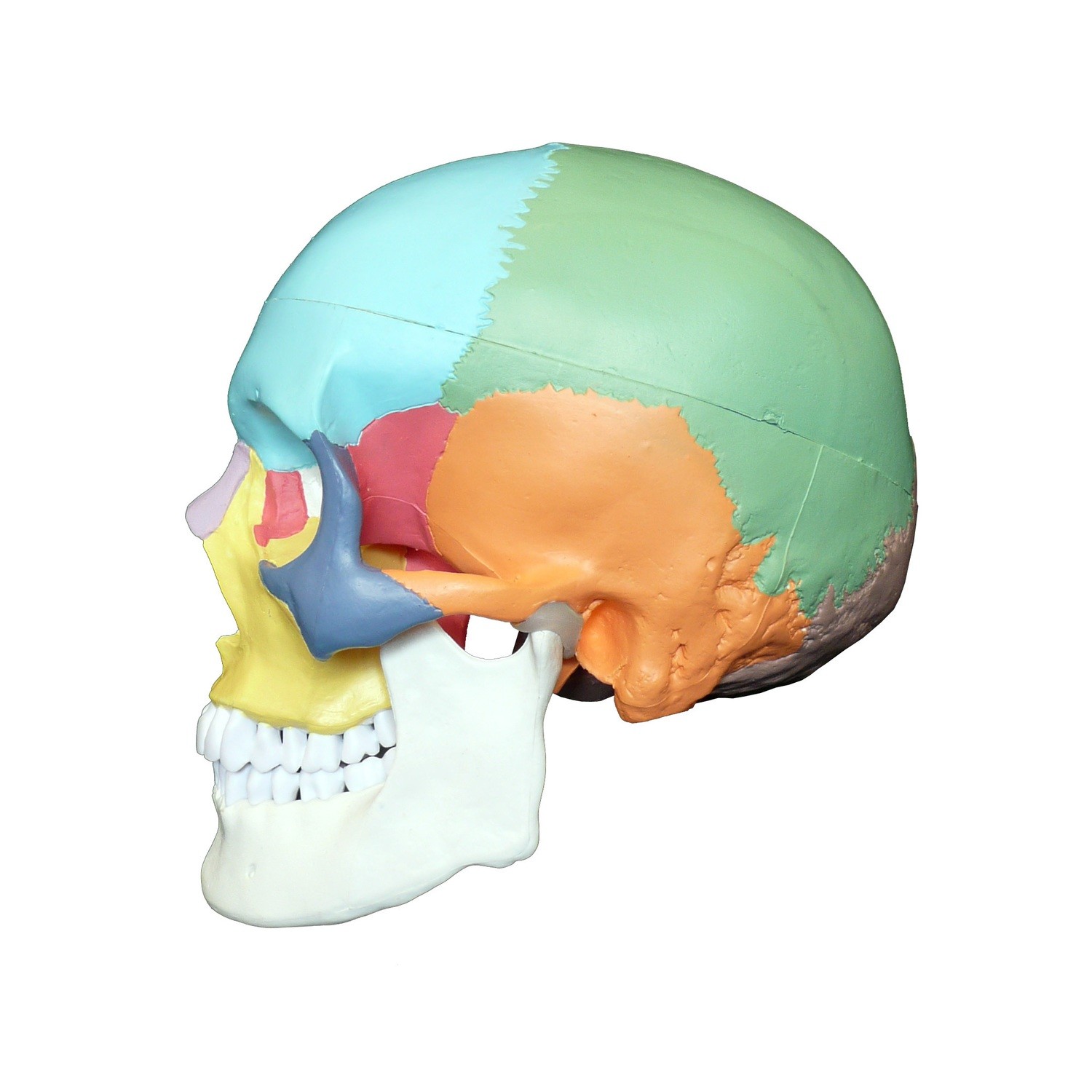 Coloured Didactic Anatomical Human Skull Model