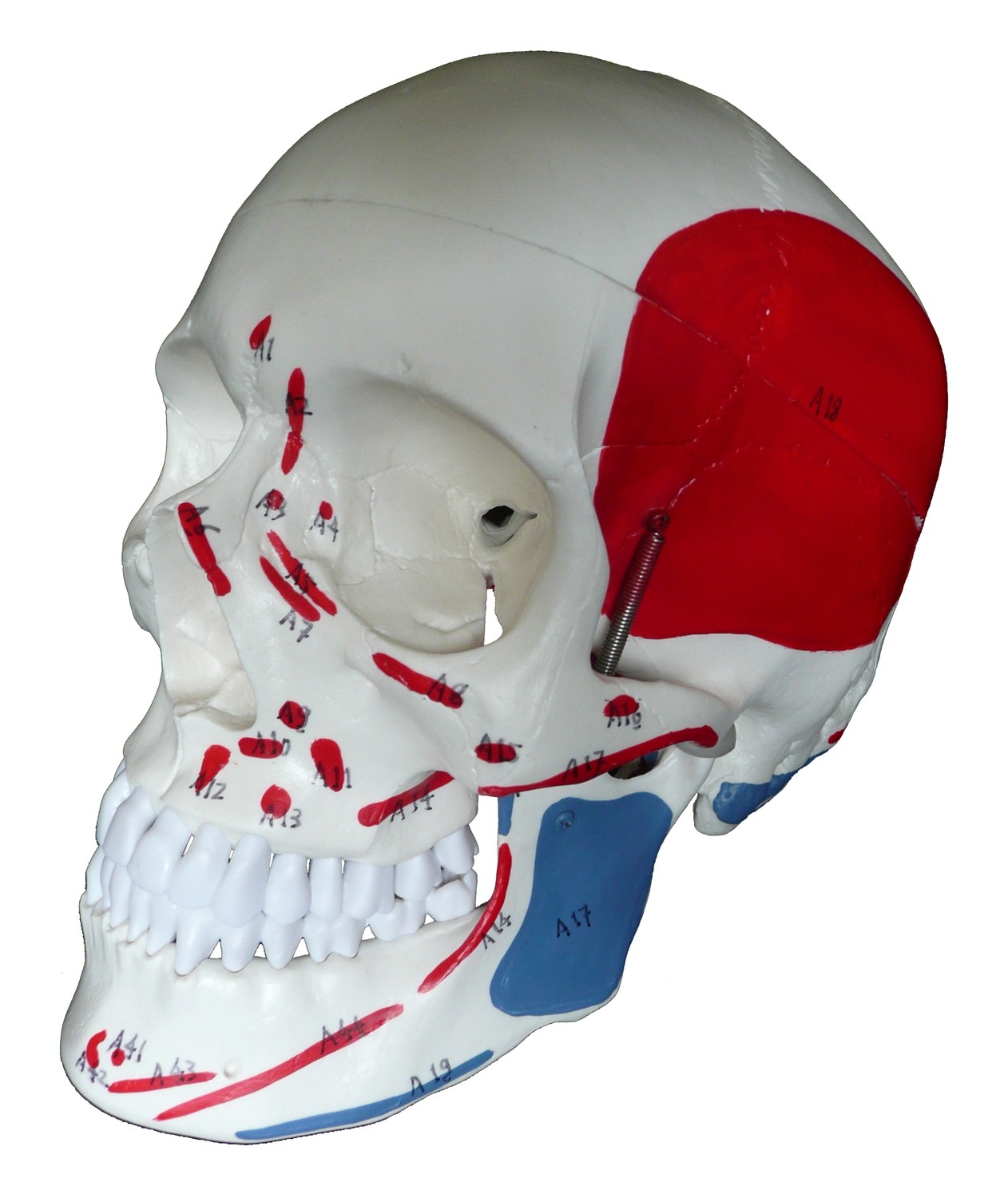Anatomical Human Skull with Painted Muscles Model