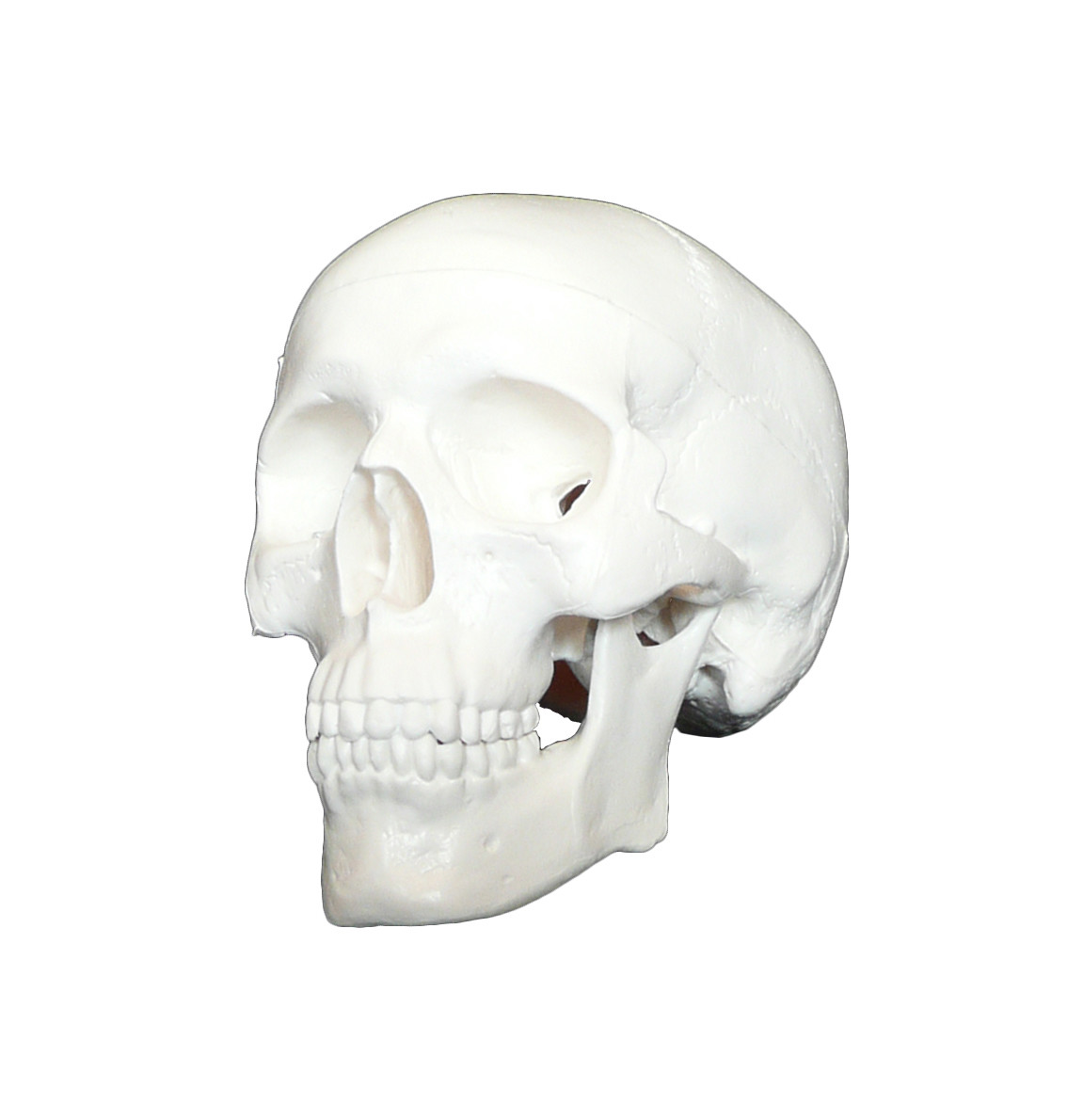 Deluxe Miniature Anatomical Human Skull Model