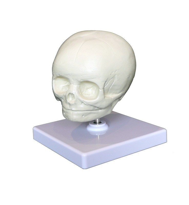 Anatomical Human Fetal/Foetal Skull Model