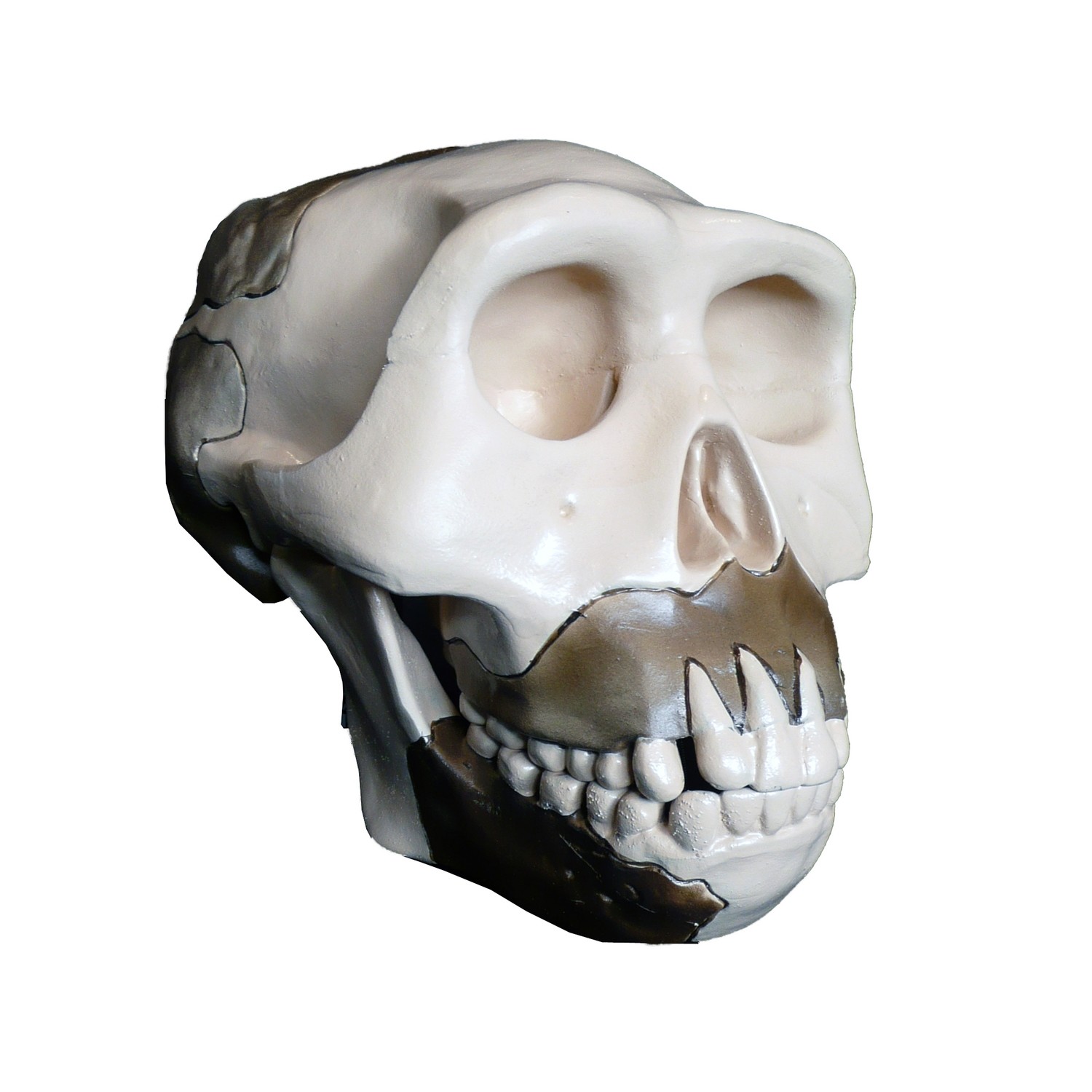Anatomical Evolution of the Human Skull Model - S2 - Homo Erectus