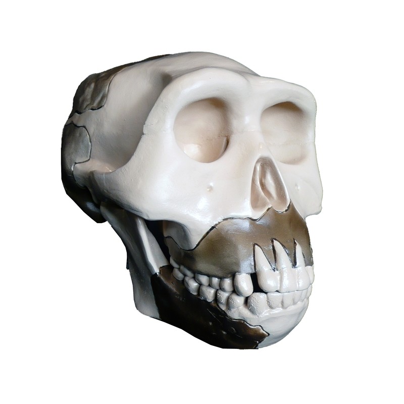 Anatomical Evolution of the Human Skull Model - S2 - Homo Erectus
