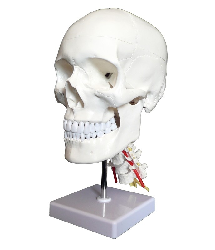 Anatomical Human Skull Model on Cervical Vertebrae/Spine