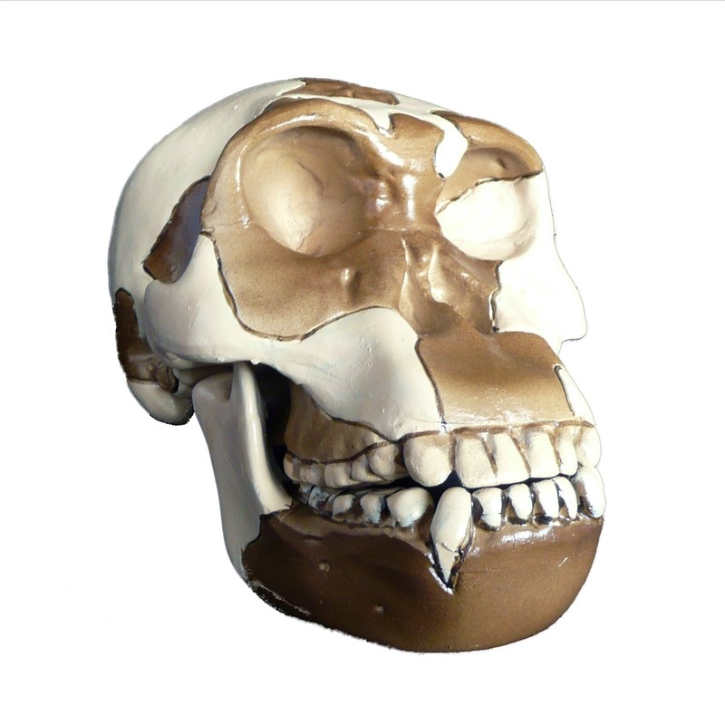 Anatomical Evolution of the Human Skull Model - S6 - Homo Habilis