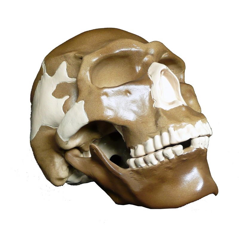 Anatomical Evolution of the Human Skull Model - S4 - Homo Sapiens