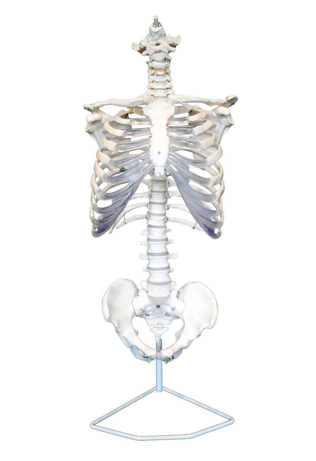 Anatomical Human Skeletal Trunk/Torso Model