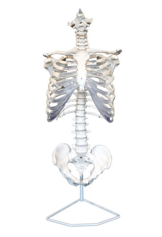 Anatomical Human Skeletal Trunk/Torso Model