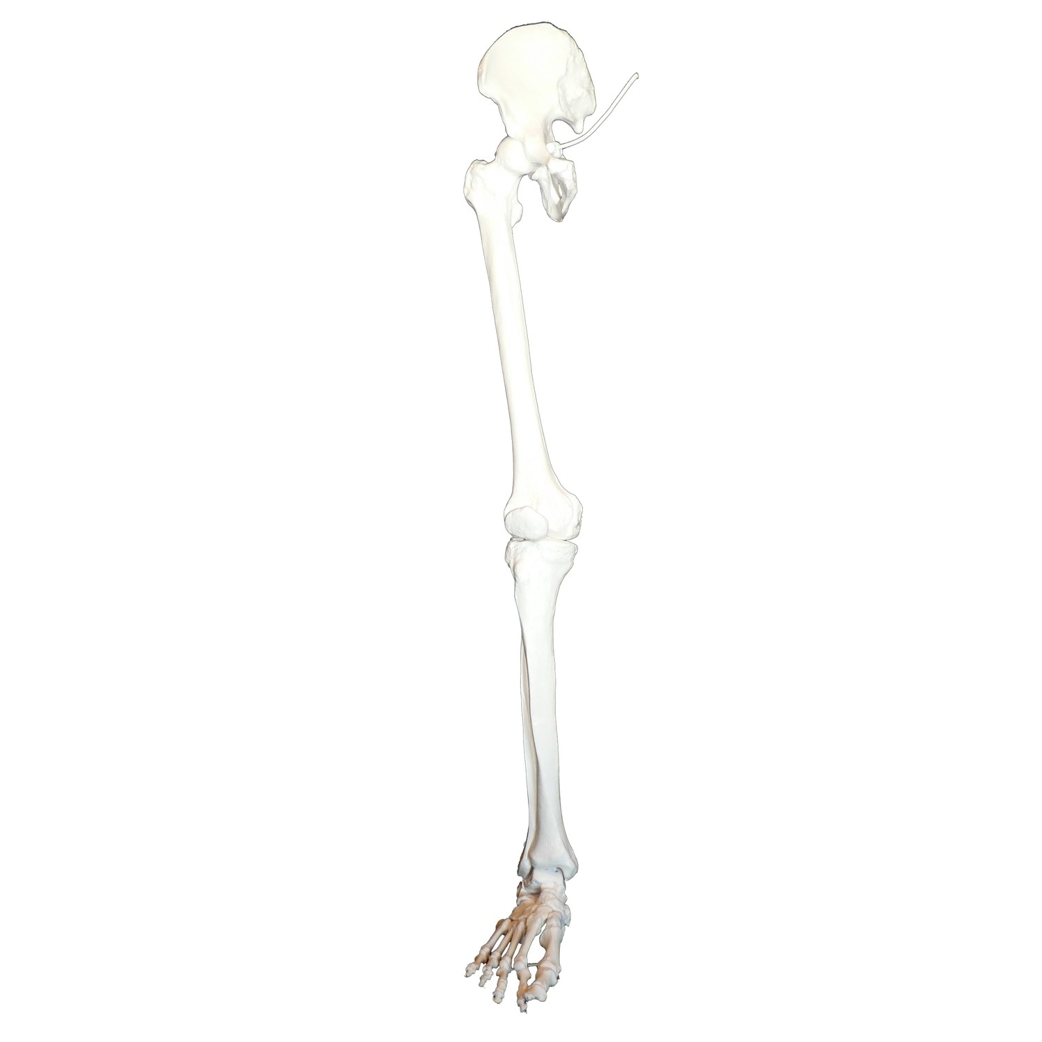 Anatomical Human Skeletal Leg Model