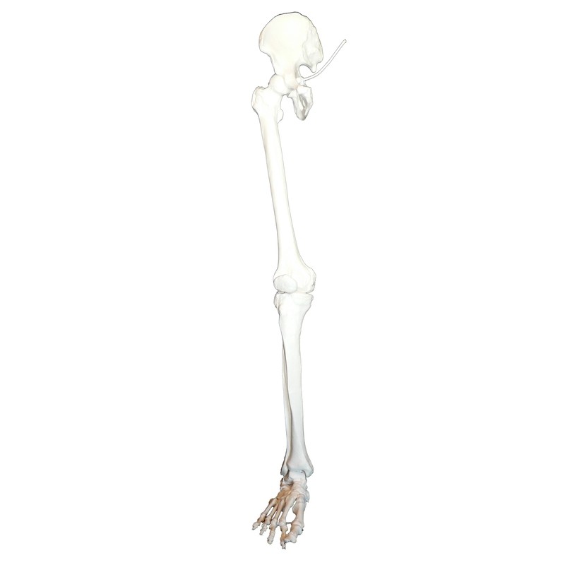 Anatomical Human Skeletal Leg Model